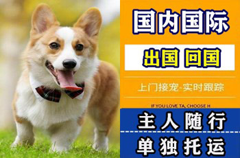 汉中市宠物托运公司汉中市宠物托运公司汉中市宠物托运公司