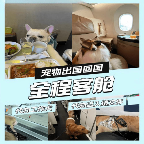 汉中市宠物托运到白俄罗斯宠物入境规定和要求